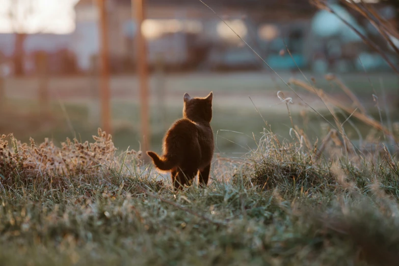 the cat is looking up into the air