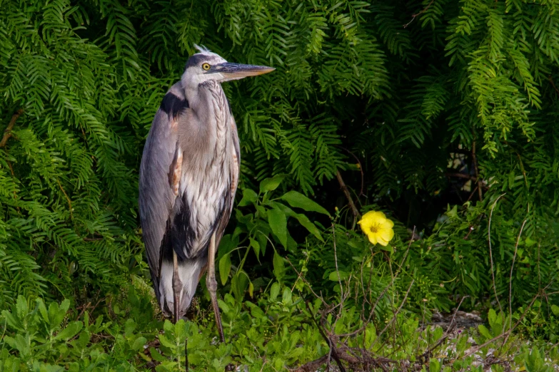 there is a bird standing on some tall grass