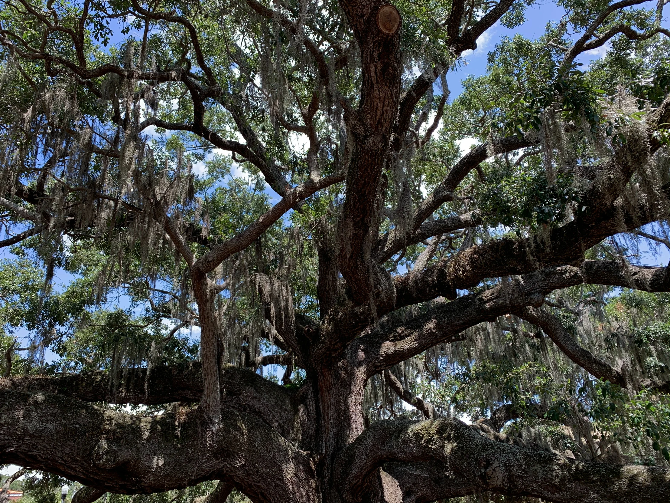 the tree is covered in the nches with green leaves