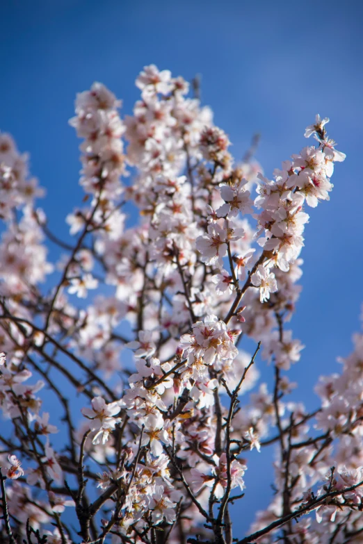 closeup view of white flowers in a tree with blue sky