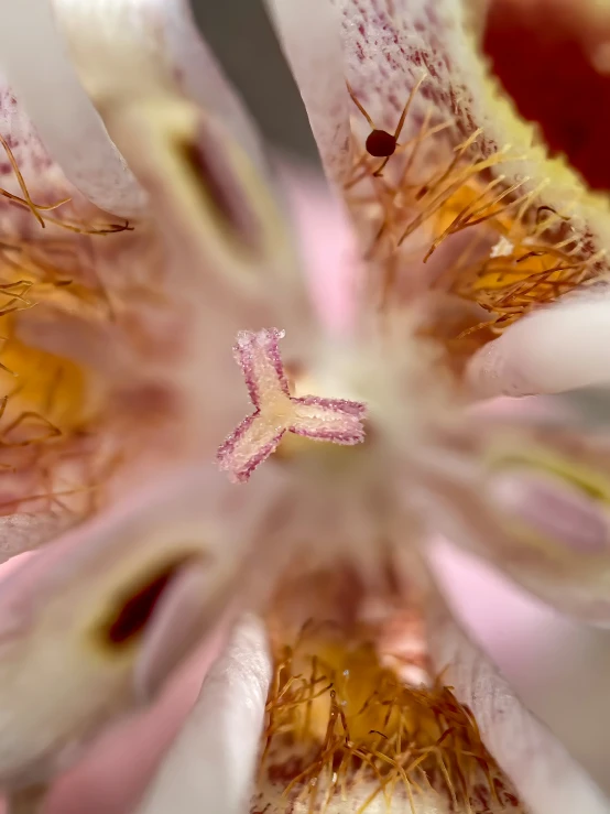 an image from a closeup of the center of a flower