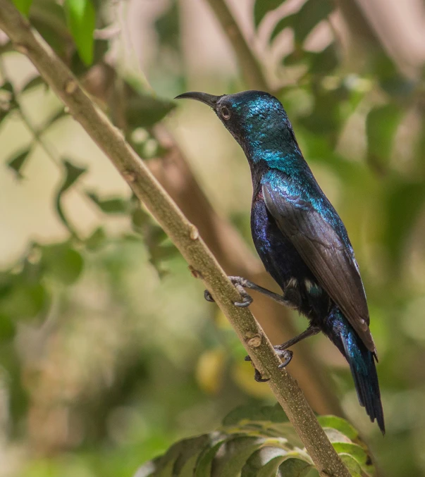 a blue and black bird perched on a nch