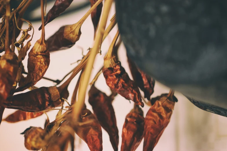 the buds of two plants sprouting out of a tube