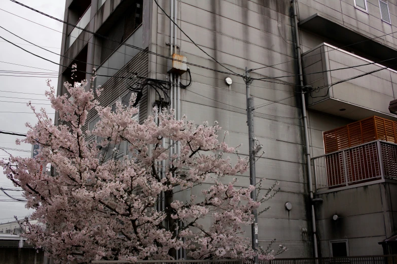 some pretty pink flowers by an older building