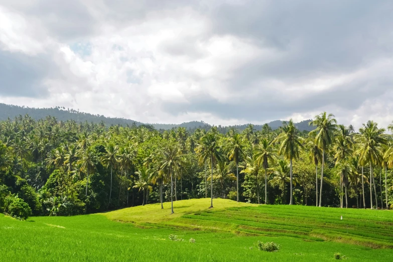 the lush green landscape is bordered by many palm trees