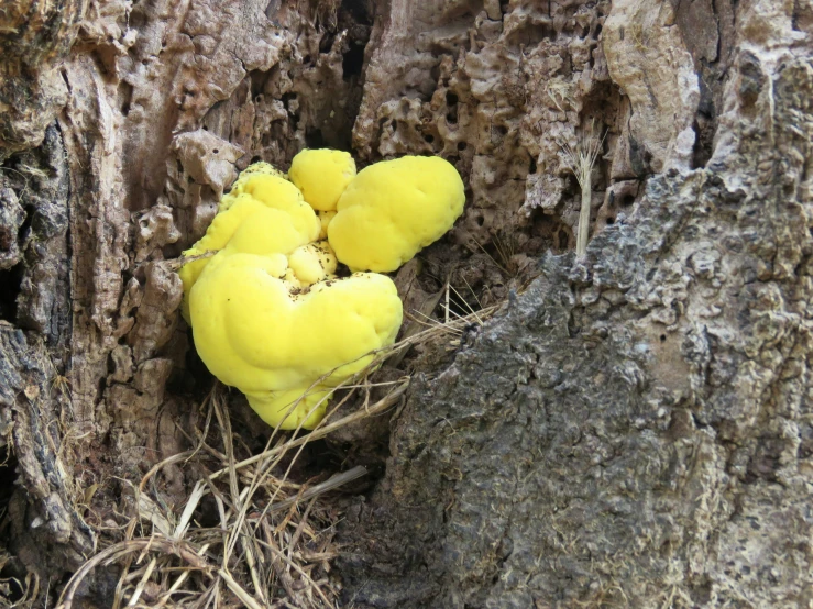 a yellow mushroom is growing in the middle of a tree