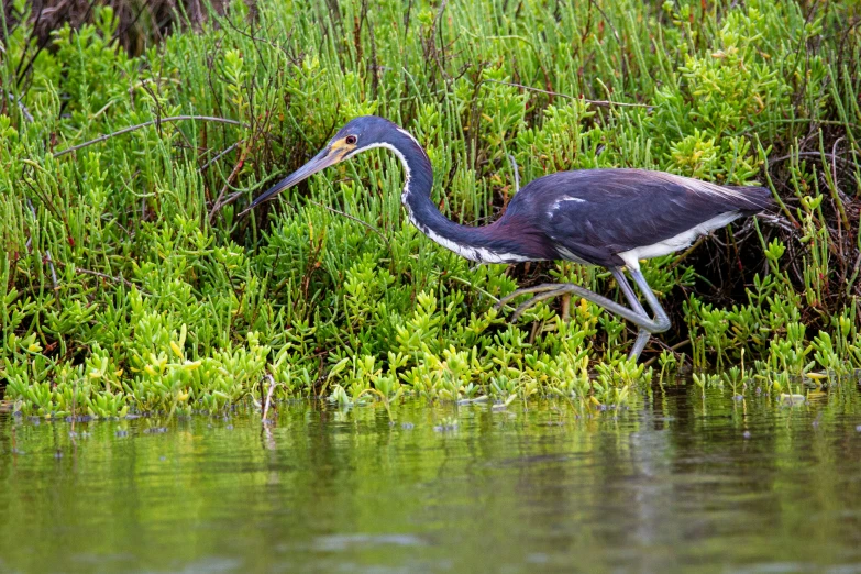 a black bird with long legs wading through water