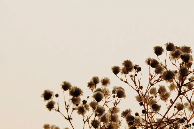 nches with wilting flowers against a white background