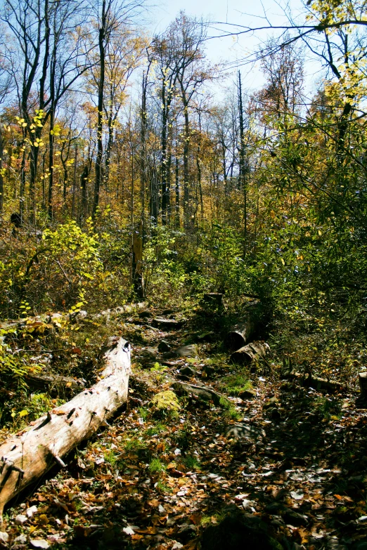 a tree in the woods near an abandoned trail sign