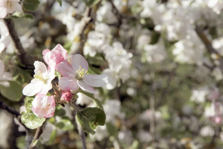 flowers are flowering with large green leaves