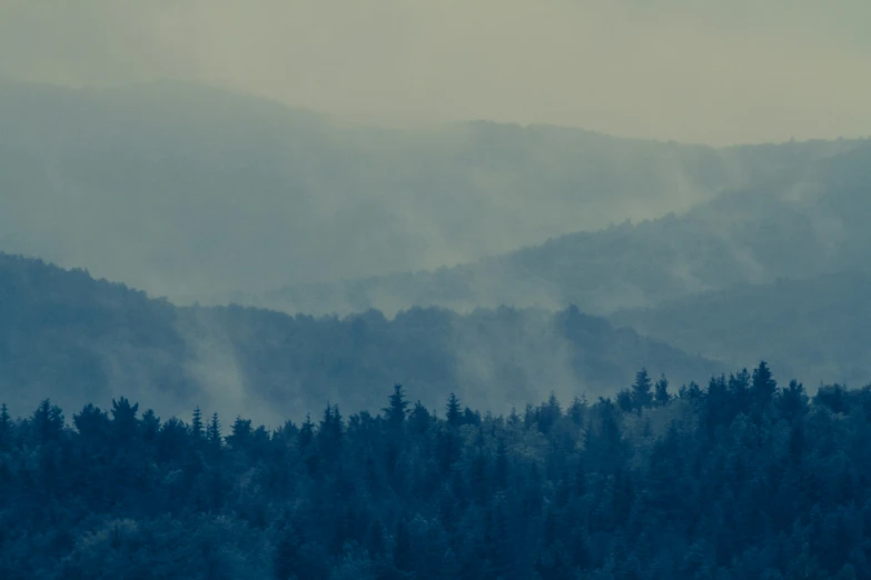 a view of trees in a forest with hazy sky