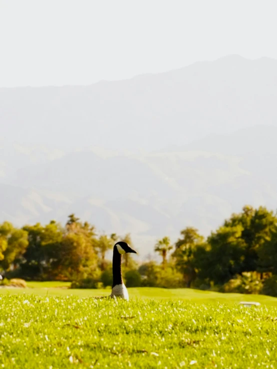 a bird standing in the grass in the sun