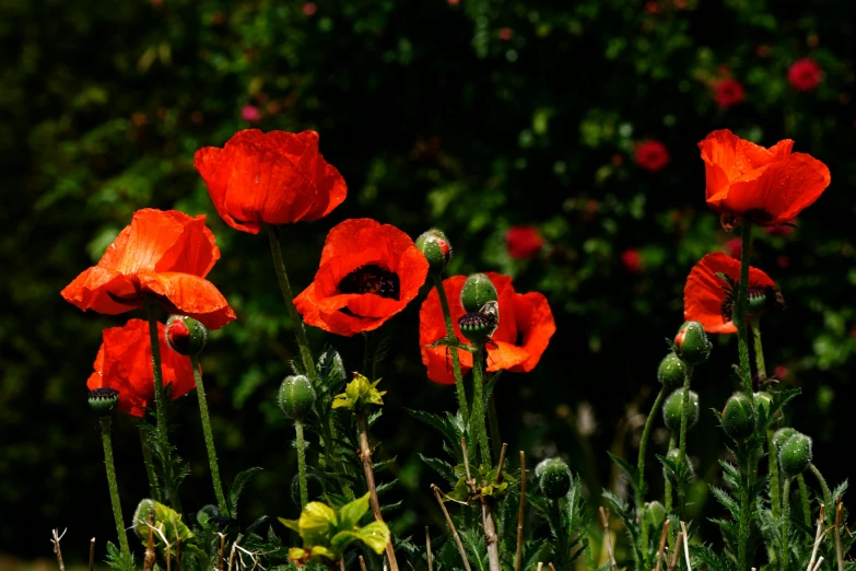 some bright red flowers in the green grass