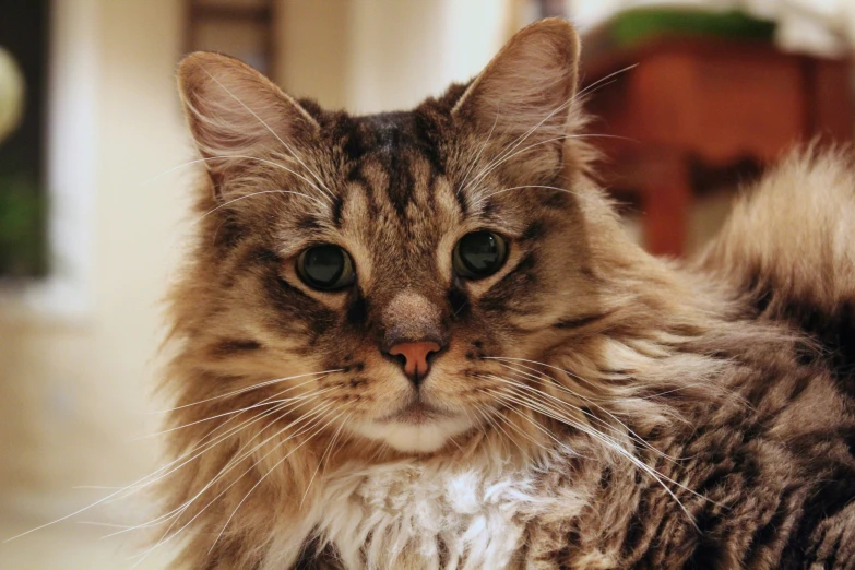 a cat with blue eyes sitting on the floor