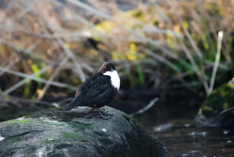 a bird is perched on a large rock