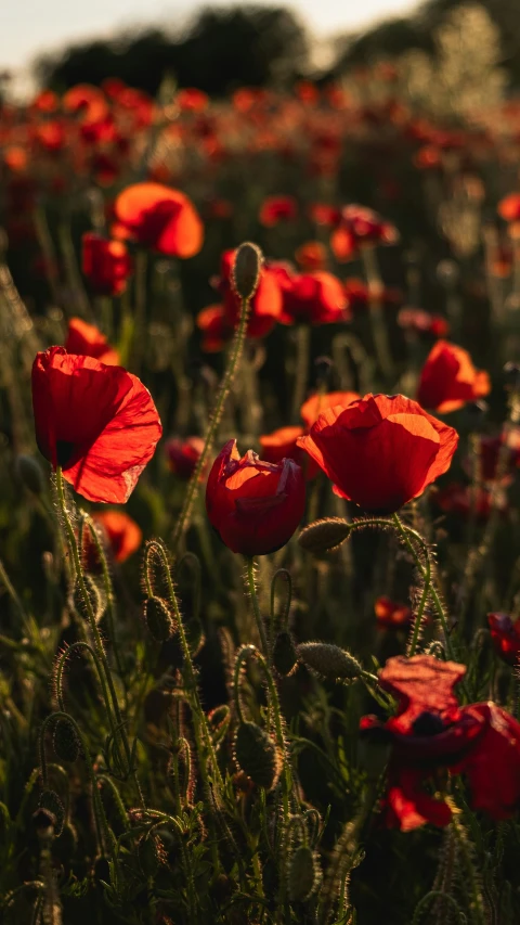 several red poppy flowers in a field at sunset