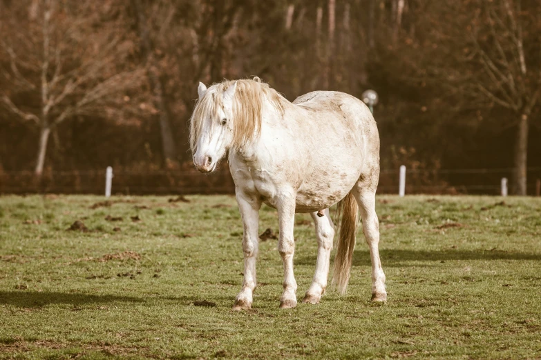 a white horse standing in the middle of a field