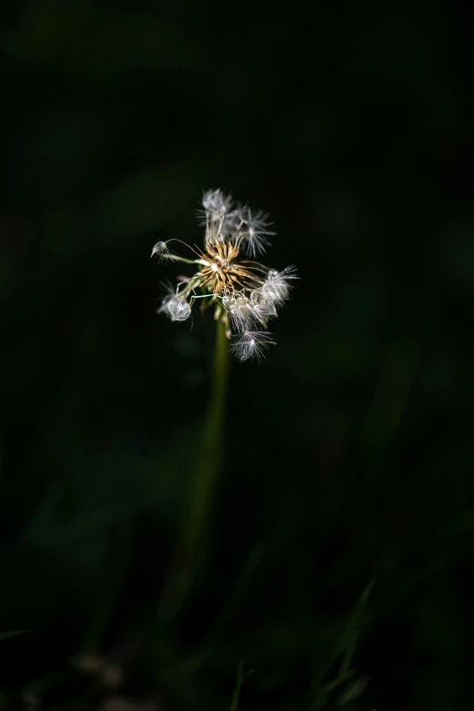 a white flower that is standing in the dark