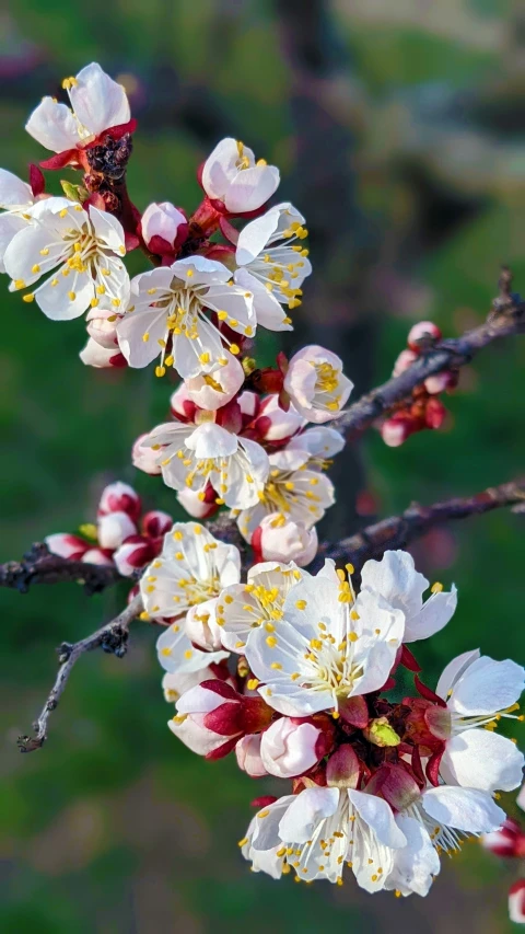 this is the flowers and leaves on an apple tree