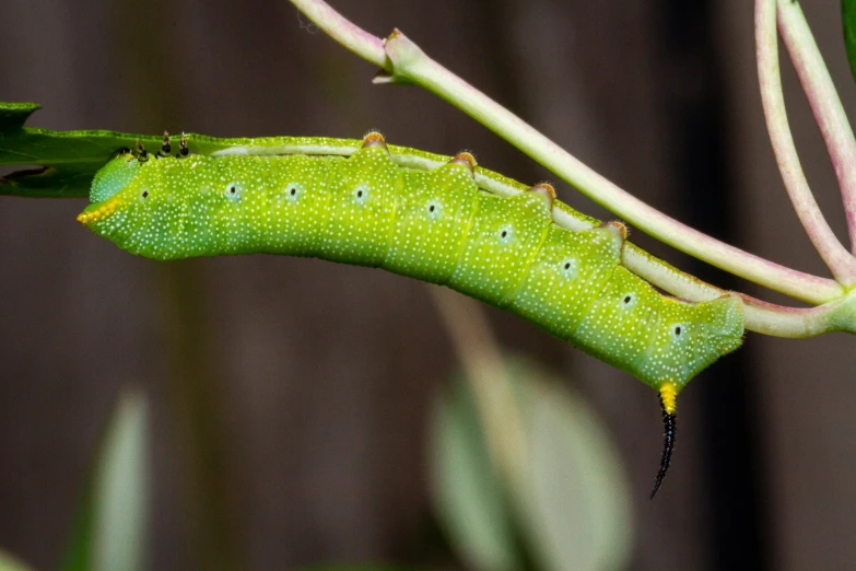 a green caterpillar hanging from the side of a plant