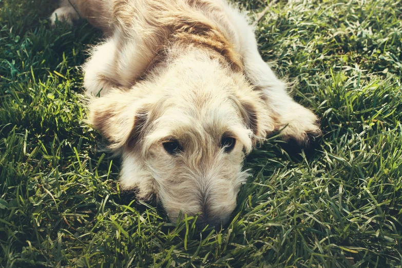 a close up of a dog lying in the grass