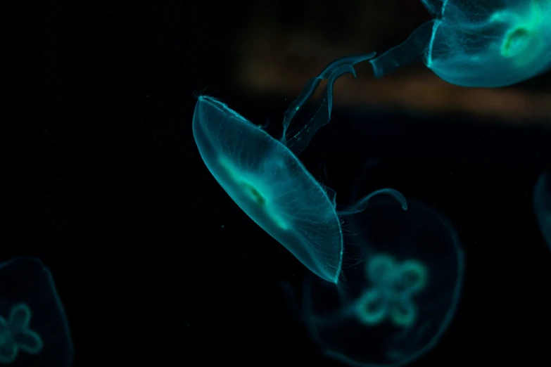 a group of jellyfish swimming under light