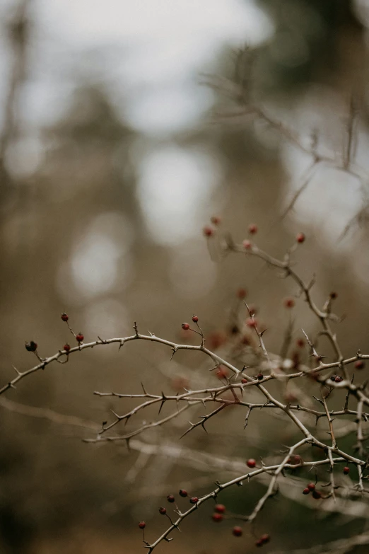 a small red berry grows on the nch of an elderberry tree