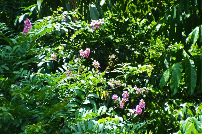 some purple flowers and green plants in a forest
