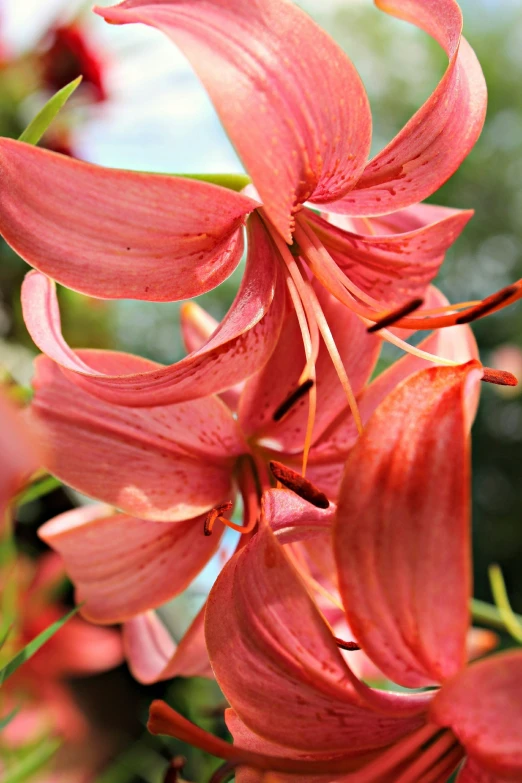 the red flowers are blooming on a tree