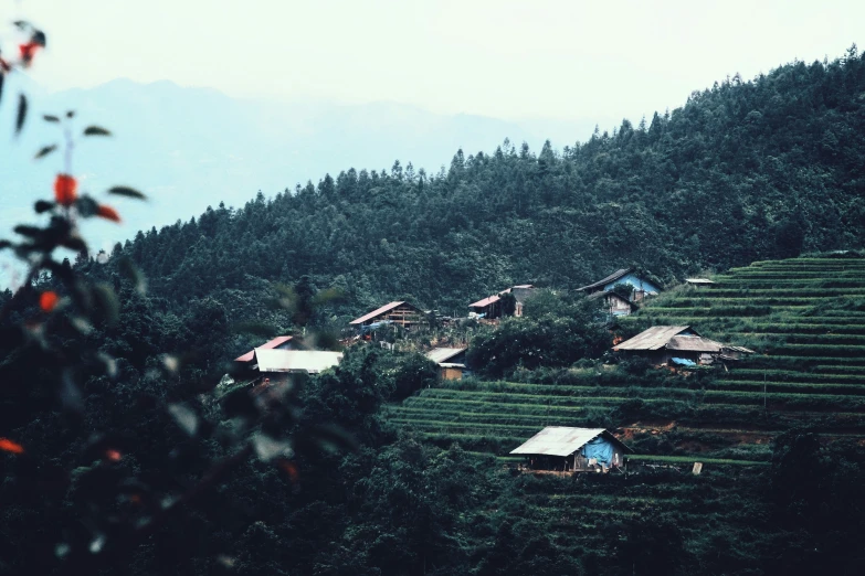 some houses are on a hill surrounded by trees