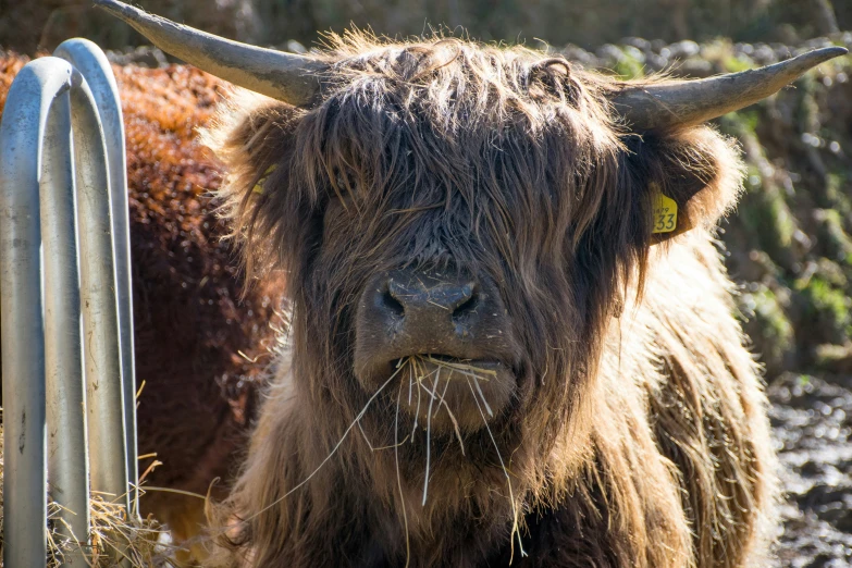 the long - haired bull is staring ahead while standing outside