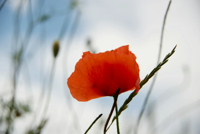 a large orange flower standing alone in a field