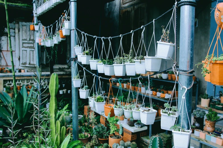 many plants are hanging down in a room