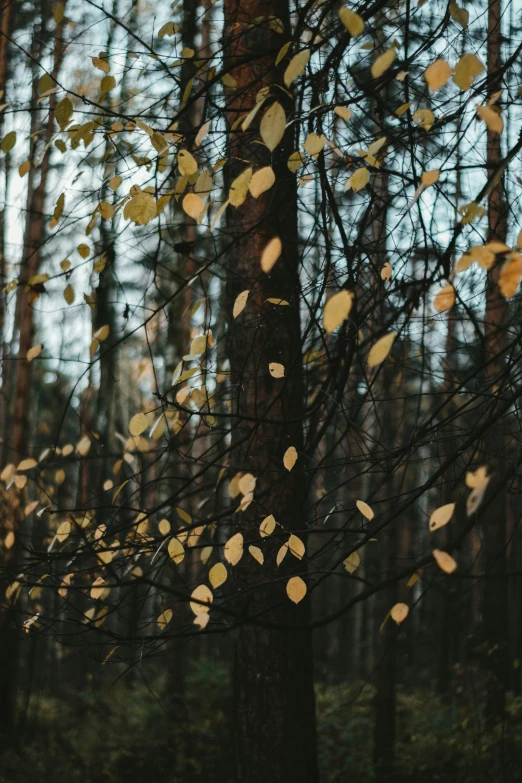 a group of leaves on the ground next to trees