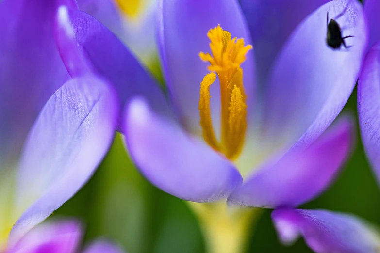 close - up of purple flower with white background