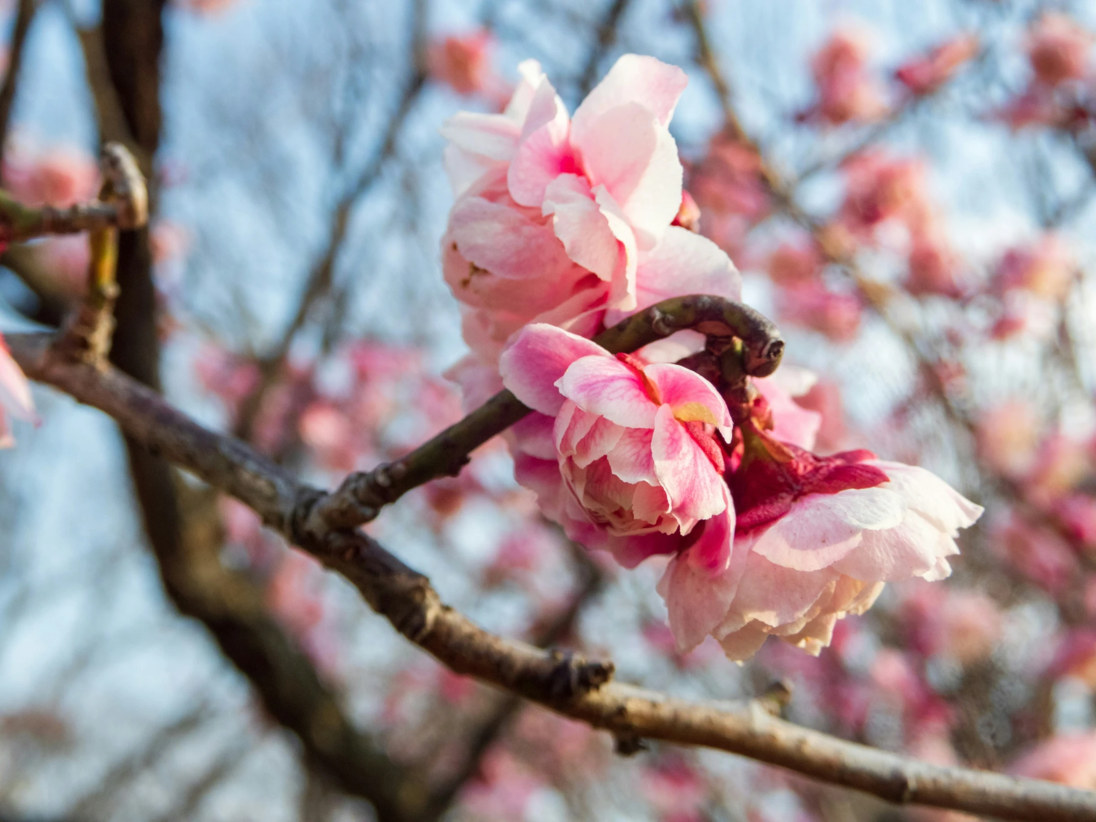 pink flowers on the nches of a tree