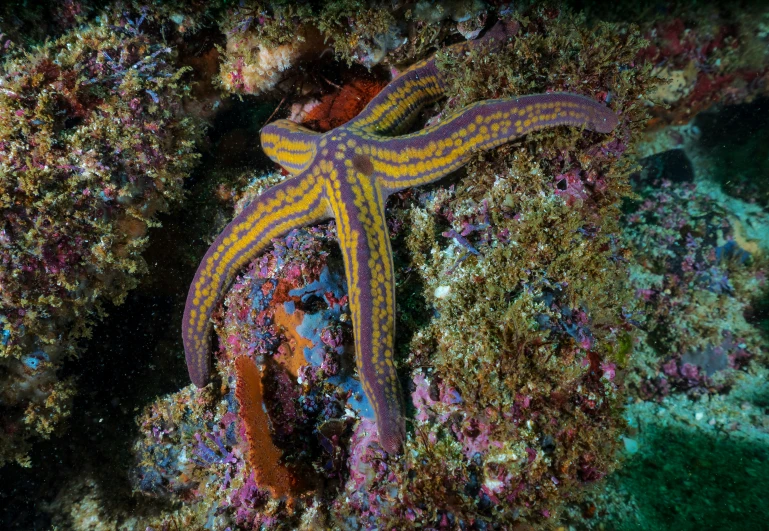 a colorful octo crawling on the ocean floor