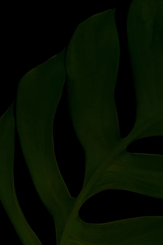 the green leaves of the plant are very dark