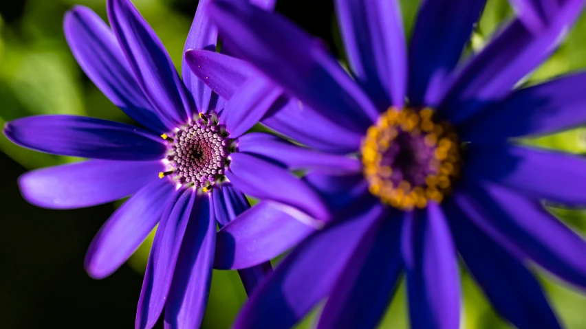 purple flowers with yellow center are sitting in front of each other