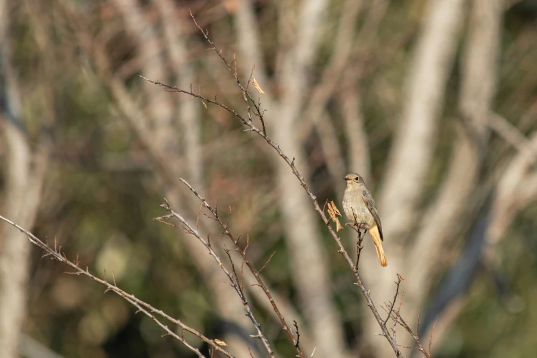 a small bird perched on top of a bare tree