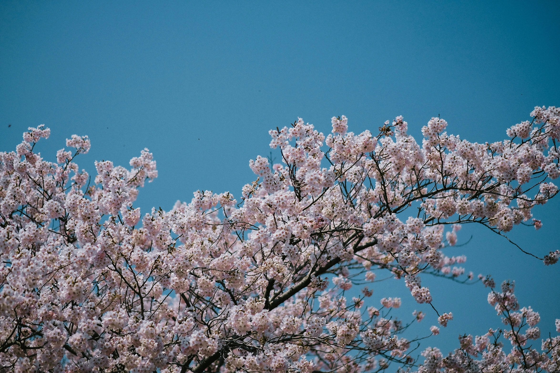 a large group of purple flowers that are growing up in the trees