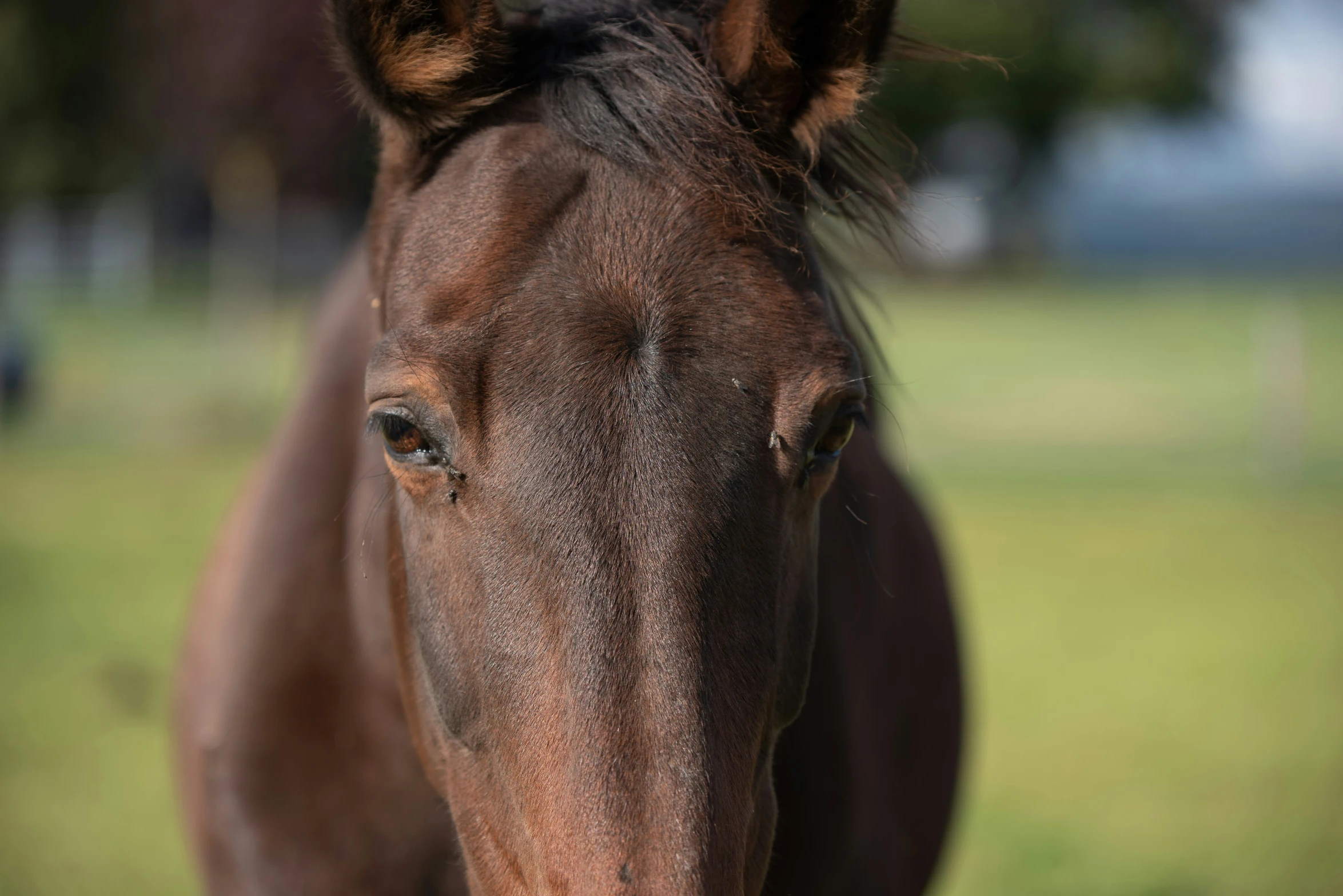 a brown horse that is standing in the grass