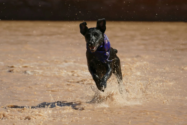 a dog runs in the mud with it's mouth open