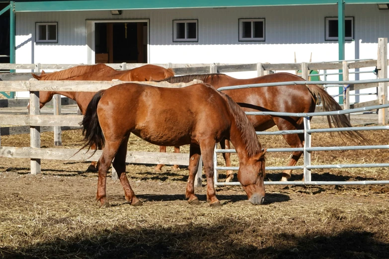 three horses are standing in their corral