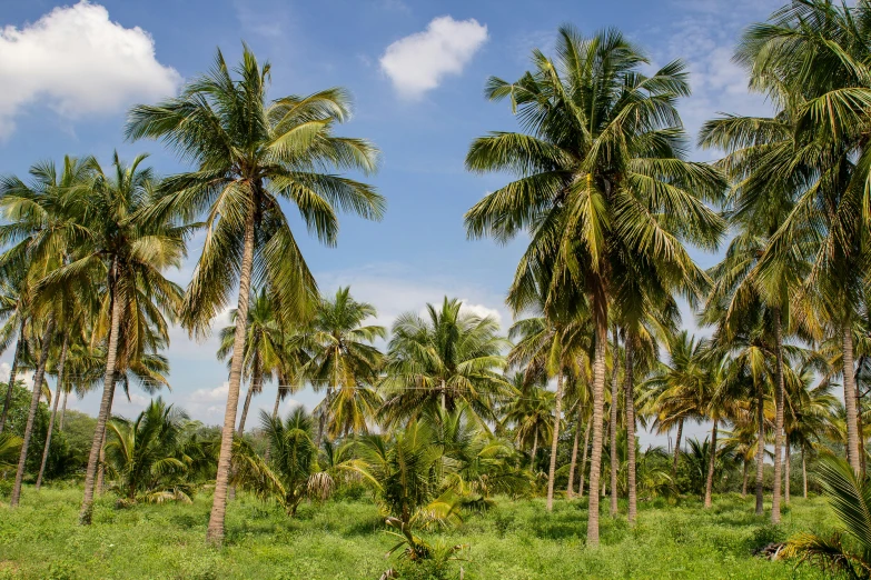 some very tall trees by a grass field