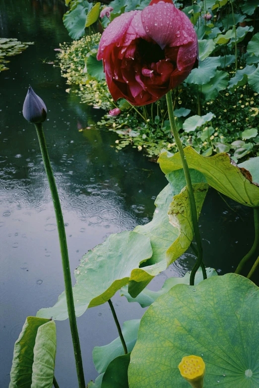 lotus flower in the water with green leaves