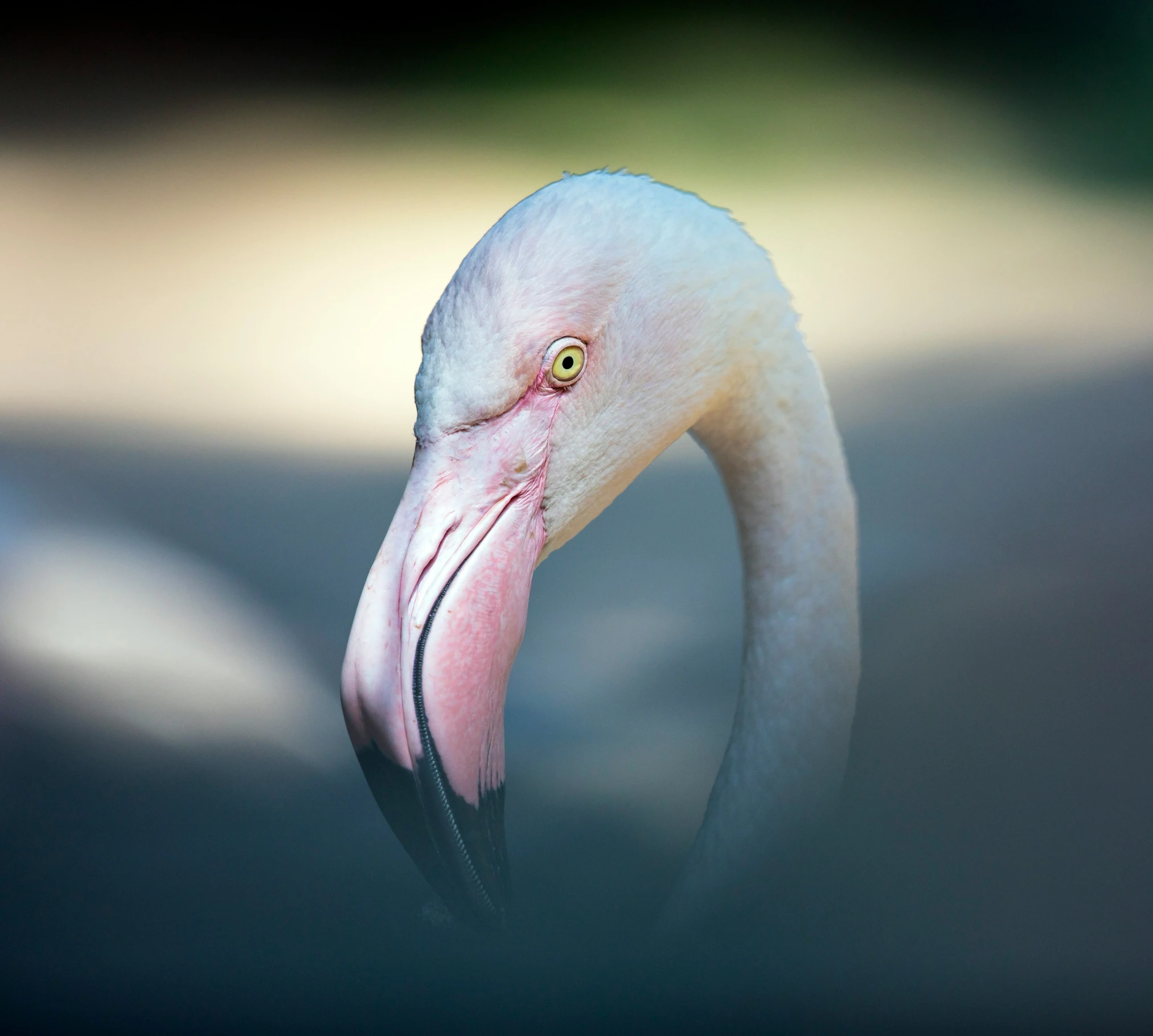 a flamingo is pictured in the open position