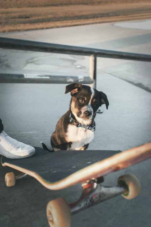 a small dog sitting on a skateboard next to his owner's feet