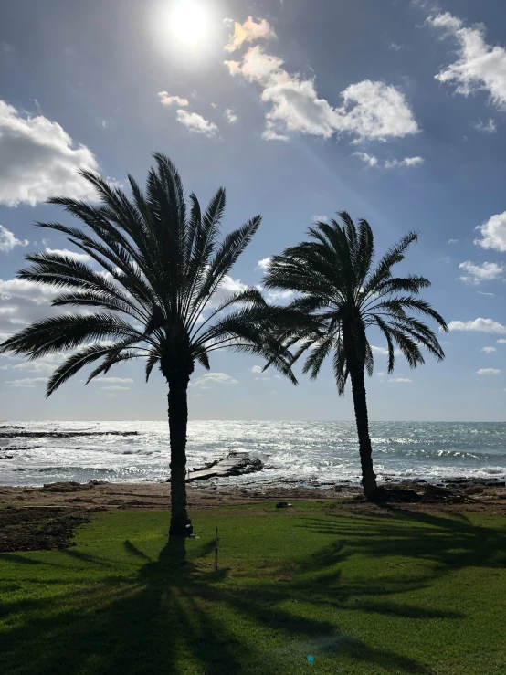 two palm trees near the water under a bright sun