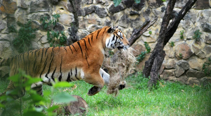 the tiger is walking along the grass near the rocks